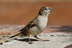 250px-House_sparrow04