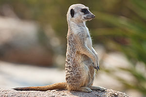 300px-Meerkat_feb_09